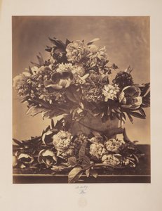 Natura morta con peonie
